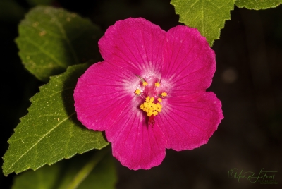 Texas Swamp Mallow, Austin, Texas